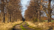 die Lausker Lindenallee