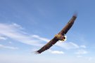 Seeadler