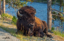 Bos Bison