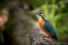 Eisvogel im Portrait...