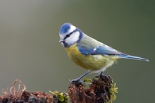 Die Zeit der Blaumeisen