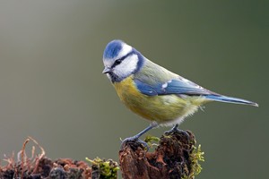 Die Zeit der Blaumeisen