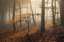 Spätherbstwald im Nebel