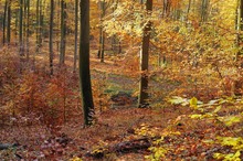 Bunt sind schon die Wälder 2