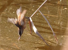 Mariskenrohrsänger bei der Futtersuche