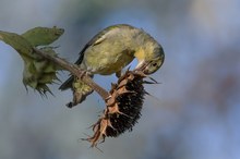Grünfink auf Sonnenblume
