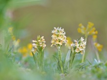 Das seltene Holunder Knabenkraut