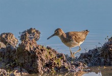 Waldwasserläufer
