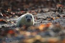 Kegelrobbe Heuler Helgoland