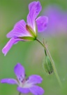 geranium pratense