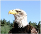 Adler aus Hellenthal beim Meilerfest