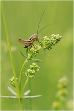 Roesels Beißschrecke (Metrioptera roeselii)