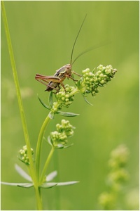 Roesels Beißschrecke (Metrioptera roeselii)