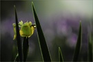 Erstes Licht