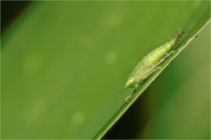 Alien im Garten