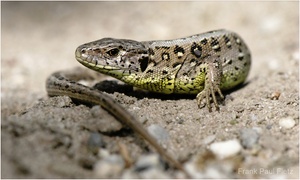 Zauneidechse - Lacerta agilis