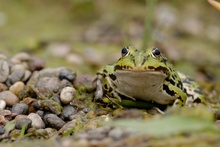 Teichfrosch im Hermannshof