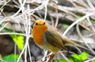 Rotkehlchen (Erithacus rubecula)