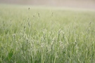 morgendliches Gras