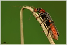 Soldatenkäfer (Cantharis fusca)