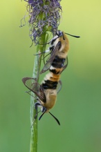 Skabiosenschwärmer Paarung