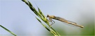 Am Fluß