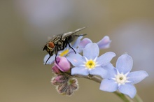 Graue Fleischfliege auf Vergißmeinnicht