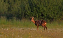 Jugendlicher Rehbock in den frühen Morgenstunden