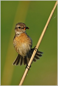 Schwarzkehlchen (weiblich)