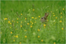 Wildkaninchen (Oryctolagus cuniculus)