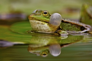 Teichfrosch (Rana kl. esculenta)