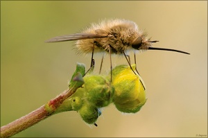 ***Mein erster....***