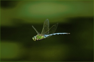 Anax Imperator