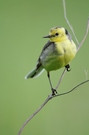 Zitronenstelze (Motacilla citreola)