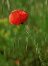 ~ Mohnblume V ~