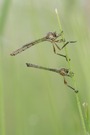 Schlanke Fliegen