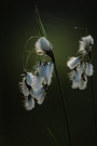 Breitblättriges Wollgras - Eriophorum latifolium