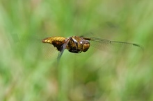 Plattbauch im Flug