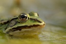 Teichfrosch im Halbprofil