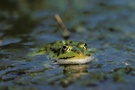 blubbernder Teichfrosch (Rana kl. esculenta)