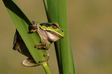 Laubfrosch (Hyla arborea)