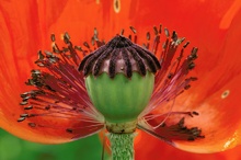 Klatschmohn