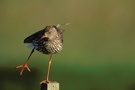 Rotschenkel (Tringa totanus) bei der Morgengymnastik