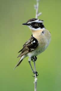 Braunkehlchen (Saxicola rubetra)