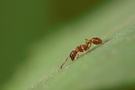 Ameisenmahlzeit