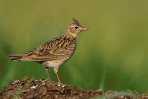 Feldlerche (Alauda arvensis)