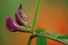 Blüten der Zaun-Wicke (Vicia sepium)