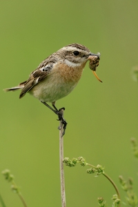 Braunkehlchen (Saxicola rubetra)