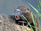 Nutria, Myocastor coypus