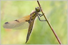 ~ Vierfleck (Libellula quadrimaculata) ~